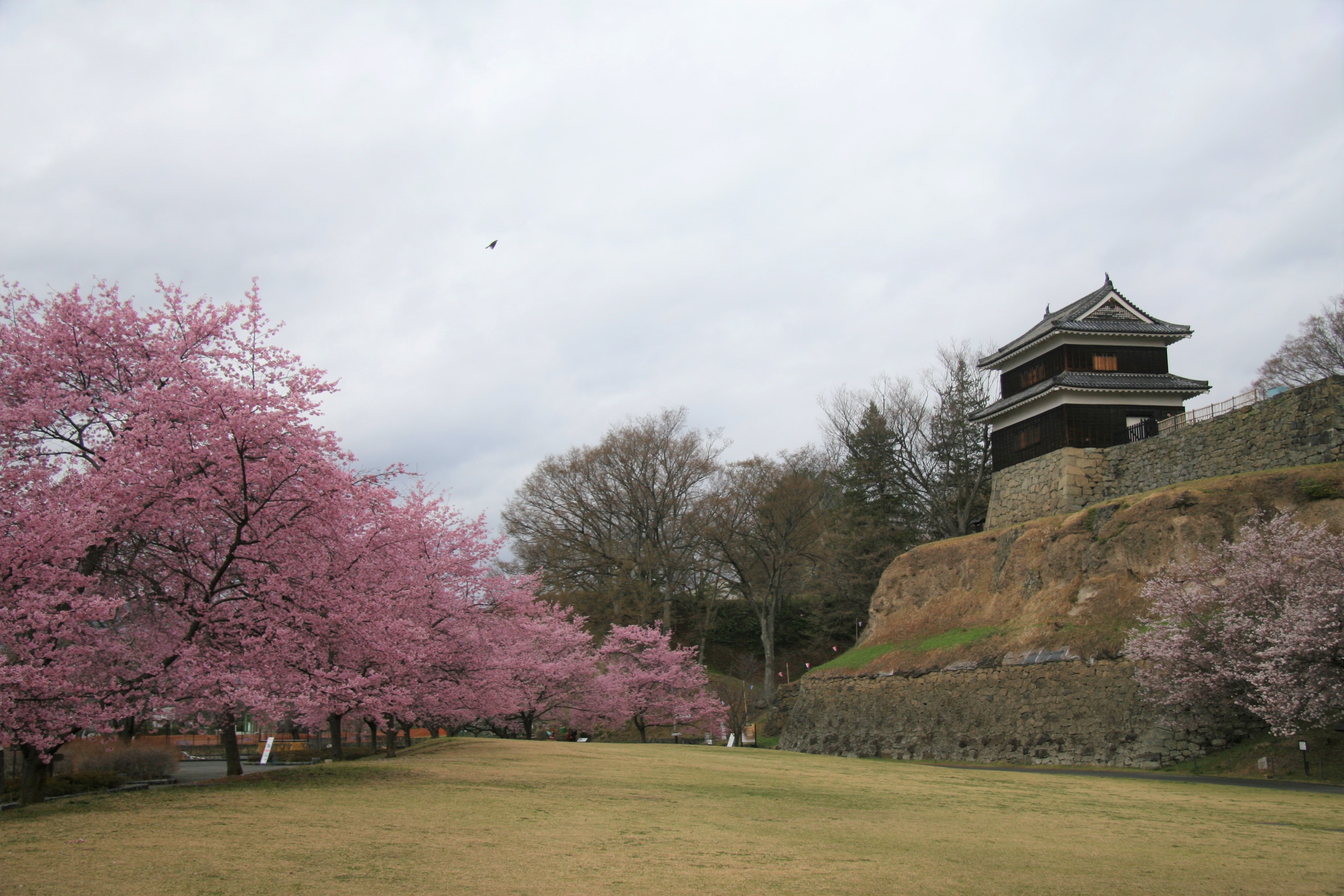 ヤマザクラが満開となりました