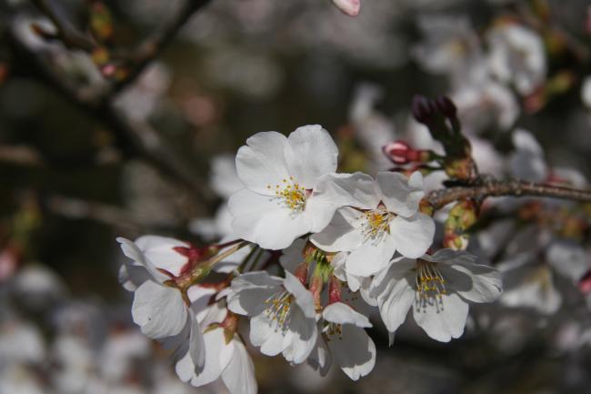 ソメイヨシノがたくさん咲いています