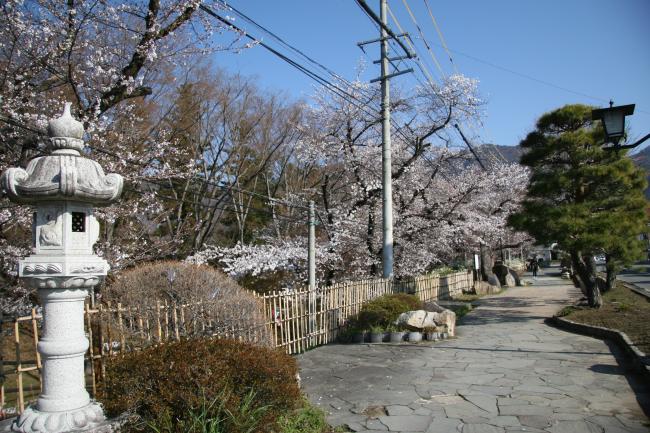 ソメイヨシノが七分咲きになりました