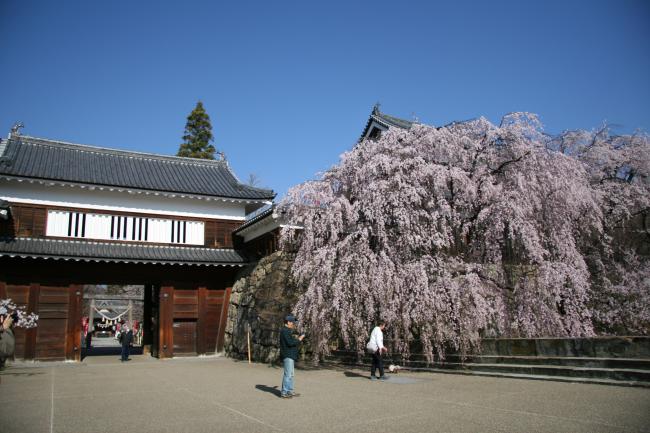 シダレザクラが満開となりました