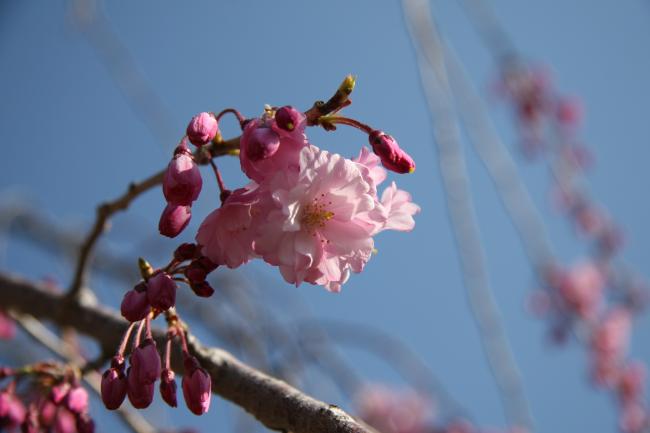 シダレザクラがピンク色の花を咲かせています