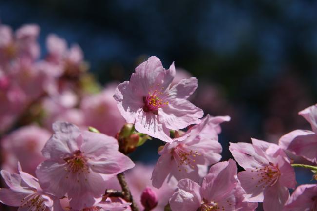 ヨウコウザクラがたくさんの花を咲かせています