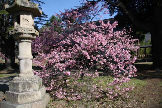 ヨウコウザクラが満開となりました