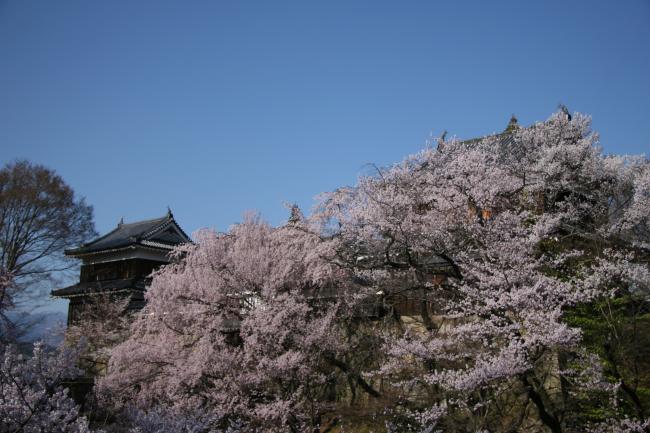 櫓門周辺の桜がたくさんの花を咲かせています