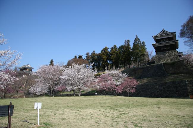 芝生広場のソメイヨシノが咲き始めました