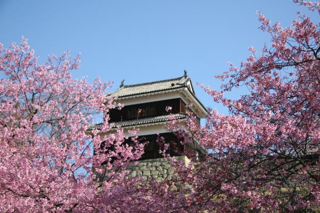 西櫓をヤマザクラが覆っています