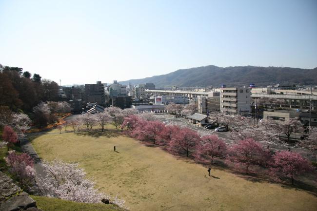 ヤマザクラなどの様々な桜が咲いています