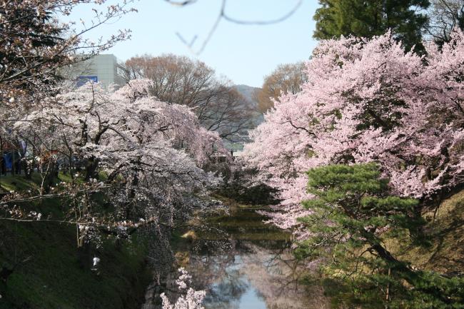 たくさんの桜が咲き、お堀の水面にも桜が反射してます