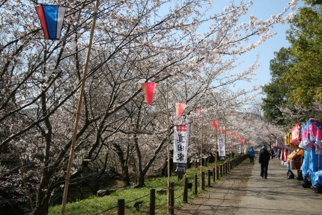 お堀の外側の桜もだんだんと咲き始めてきました