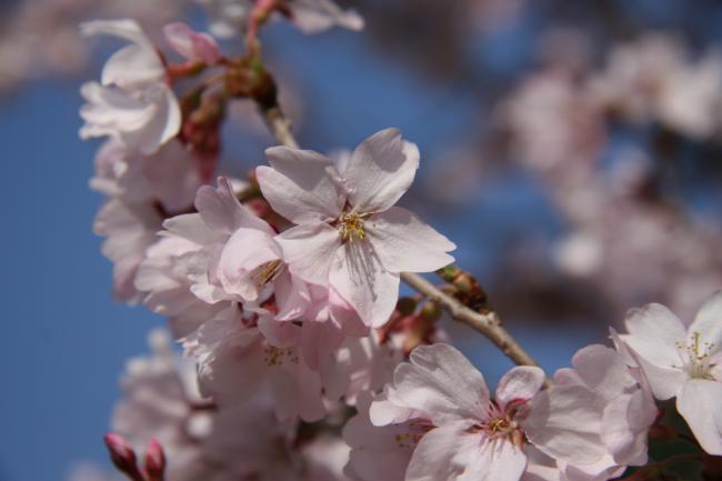 コヒガンザクラがたくさんの花を咲かせています