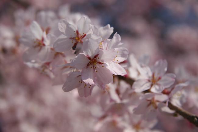 シダレザクラがたくさんの花を咲かせています