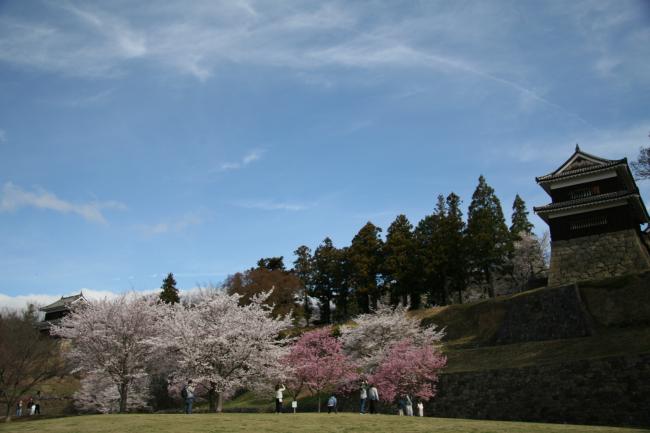 芝生広場の桜がたくさんの花を咲かせています