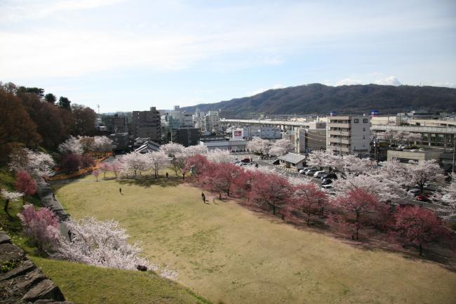 芝生広場の桜がたくさんの花を咲かせています