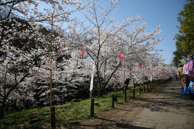 お堀の外側のソメイヨシノがたくさんの花を咲かせています