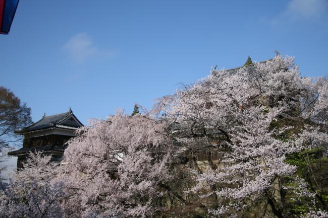 櫓門の桜がたくさんの花を咲かせています