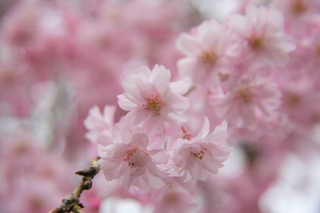 櫓下のシダレザクラがたくさんのピンク色の花を咲かせています