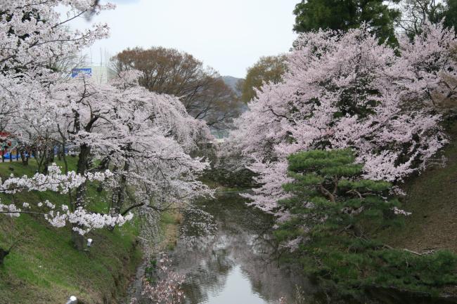 お堀の内側の桜がたくさんの花を咲かせています