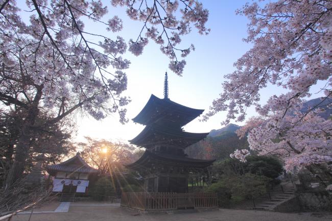 前山寺三重塔・春