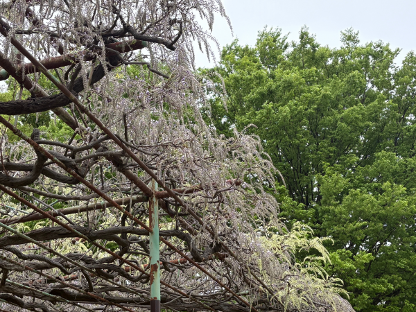 カバンの藤４月23日１