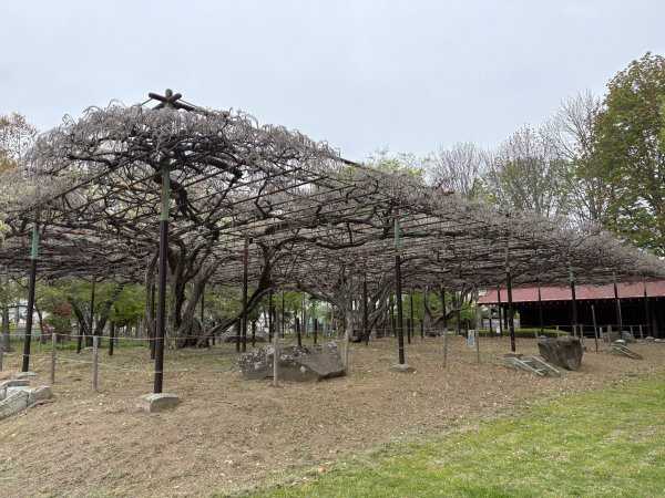 カバンの藤４月23日２