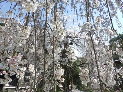 長谷寺の桜