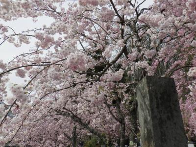 瀧水寺の桜
