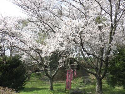 信綱寺の桜