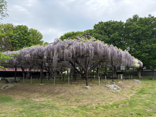 カバンの藤５月３日2