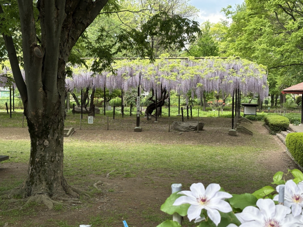 カバンの藤５月８日２