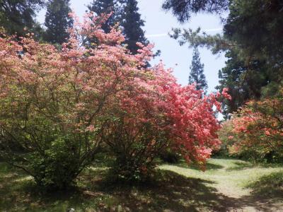 御屋敷公園のつつじ