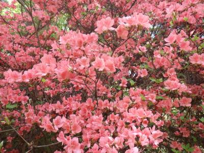 御屋敷公園のつつじ（近景）