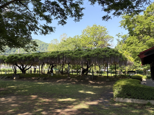 カバンの藤５月15日２