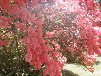 御屋敷公園のつつじ満開時