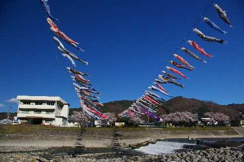 写真：鯉のぼり