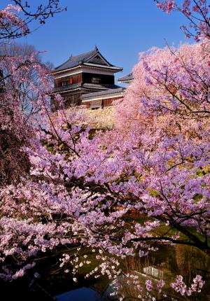 写真：上田城千本桜まつり