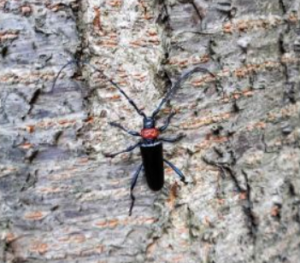 クビアカツヤカミキリ成虫