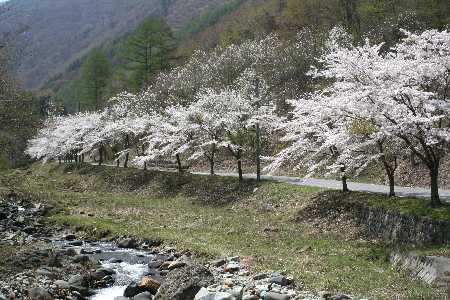 満開の桜とコブシ