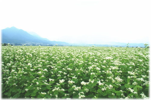 そばの開花