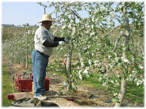 りんごの摘花作業