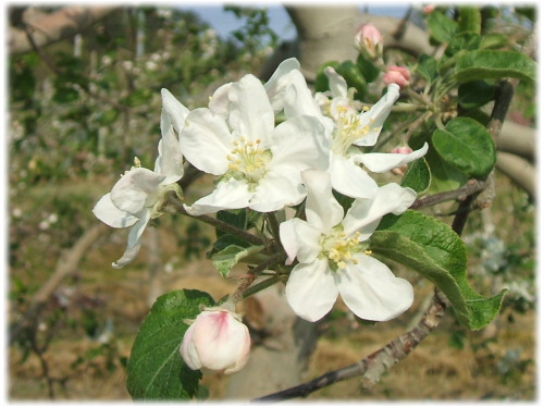りんごの花の画像2