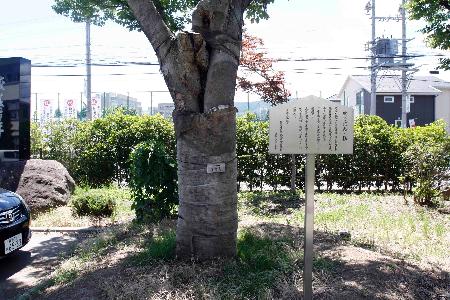 写真：上田東高校戦災記念のケヤキ