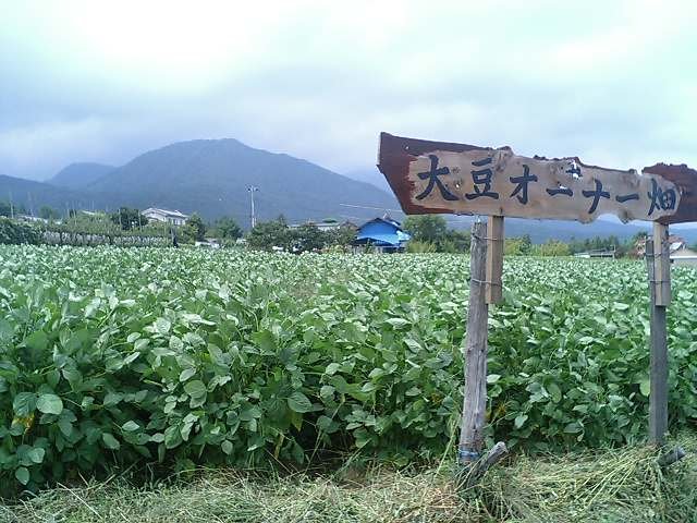 写真：大豆オーナー畑