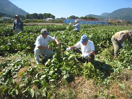 枝豆