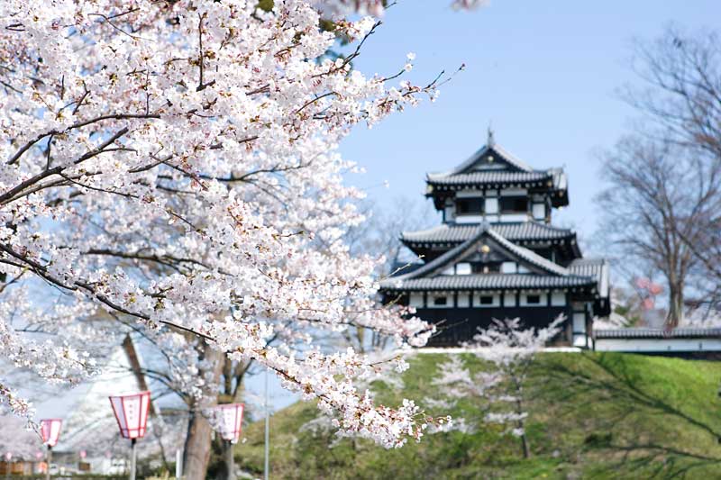 桜の名所高田公園画像