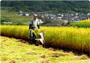 稲刈りをする渡辺さんの画像