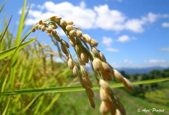 写真：棚田の稲穂