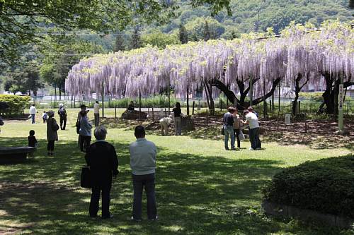 国分寺史跡公園カバンの藤