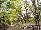 けやき並木遊歩道の画像