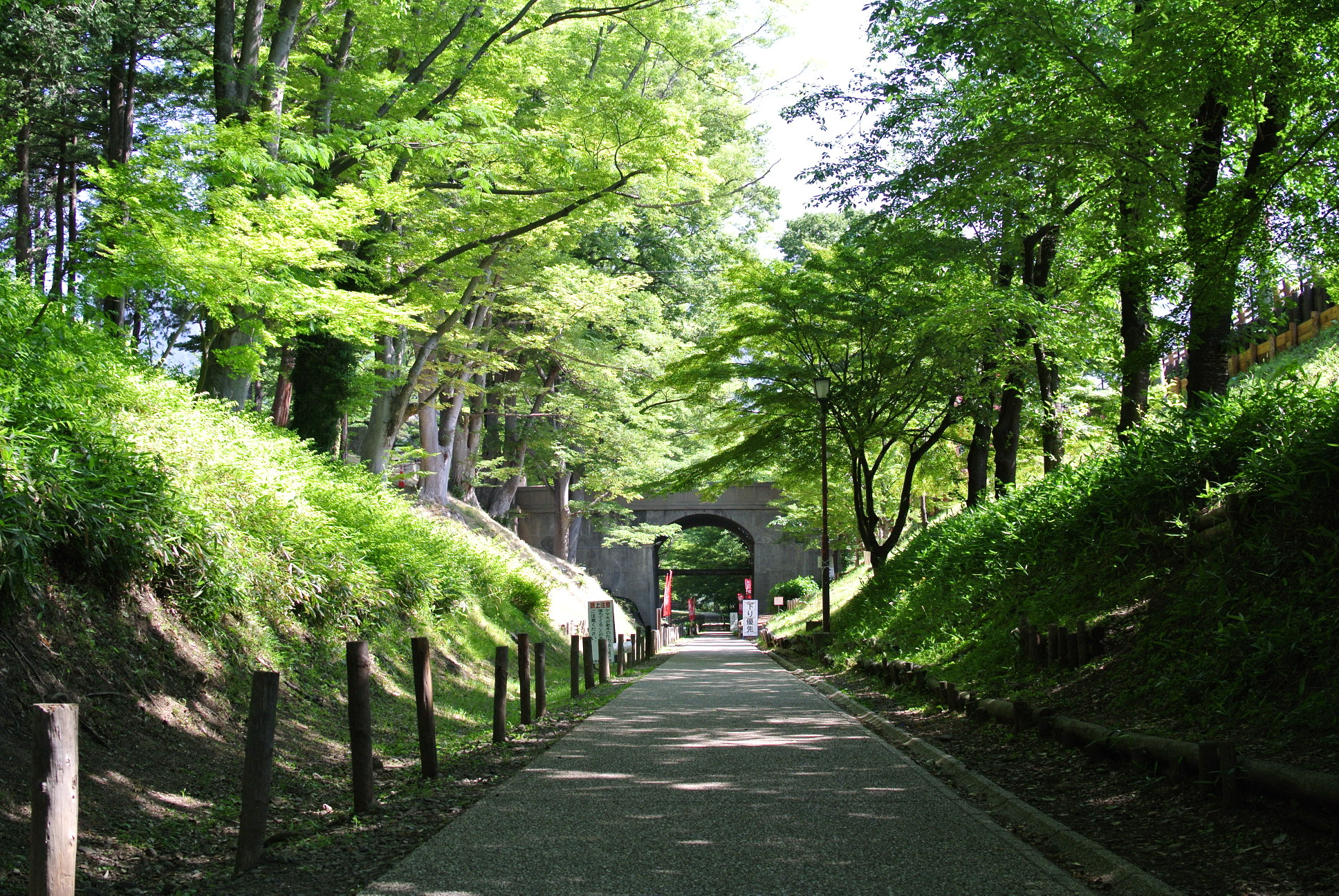 けやき並木。夏の日の上田城跡公園で、もっともお勧めのスポットです。の画像