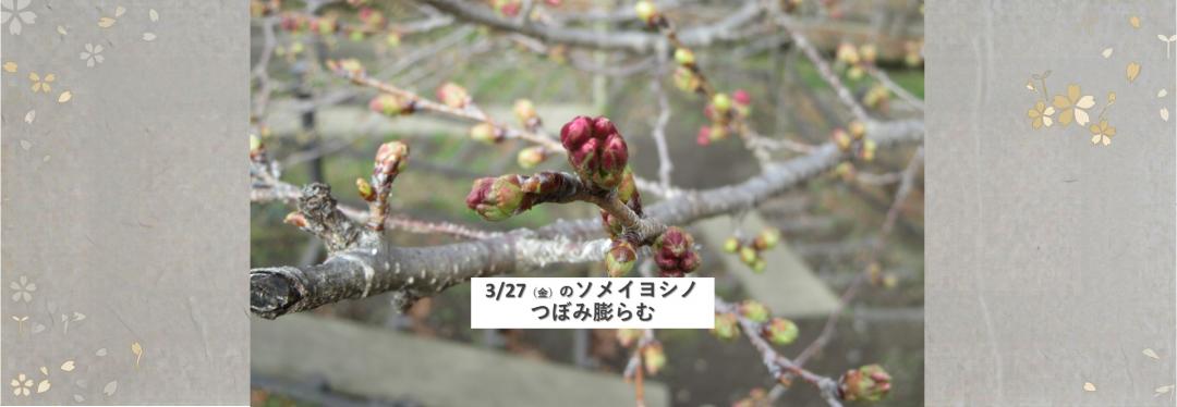 桜情報